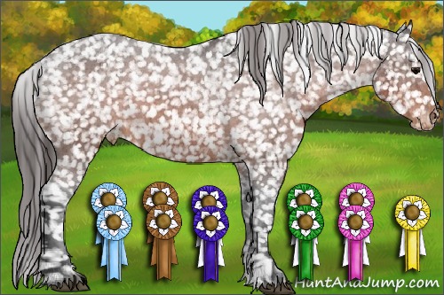 Horse Color:Brown Appaloosa 