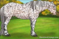 Horse Color:Brown Appaloosa 