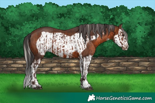 Horse Color:Silver Brown Sabino  and Brown Sabino Splash Frame 