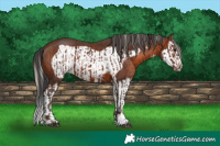 Horse Color:Silver Brown Sabino and Brown Sabino Splash Frame