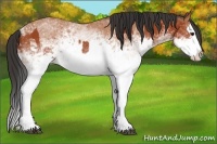 Horse Color:White Spotted Bay Splash  and White Spotted Bay Splash 