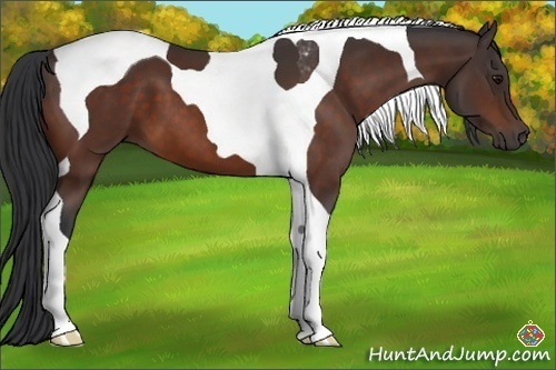 Horse Color:Bay Tobiano