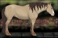 Horse Color:Classic Champagne Dun Splash