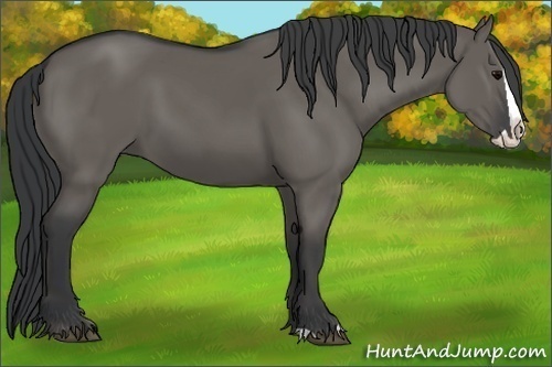 Horse Color:Grullo Splash 