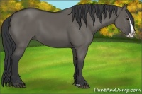 Horse Color:Grullo Splash