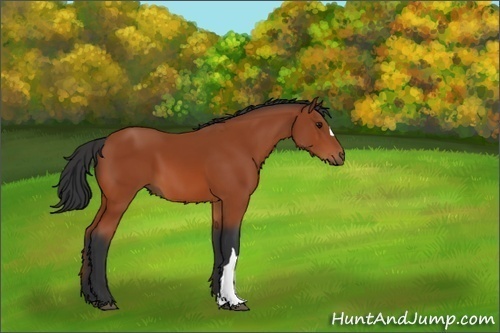 Horse Color:Bay 