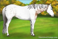 Horse Color:Bay Splash Tobiano Near Leopard and Bay Splash Tobiano Near Leopard
