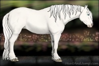 Horse Color:Cremello Dun 