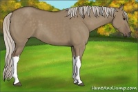 Horse Color:Silver Grullo 