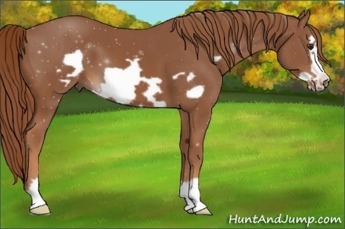 Horse Color:Chestnut Frame 
