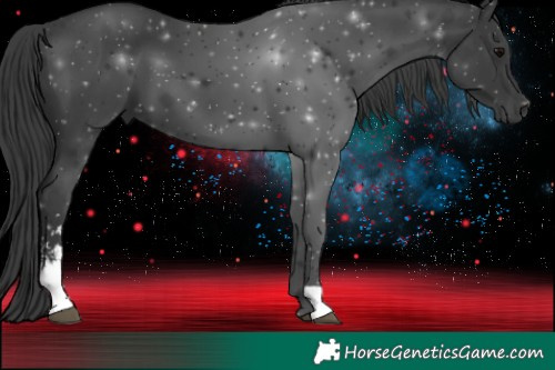 Horse Color:Black Sabino 