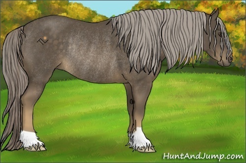 Horse Color:Chocolate Palomino Rabicano