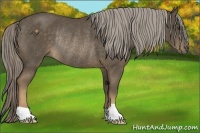 Horse Color:Chocolate Palomino Rabicano