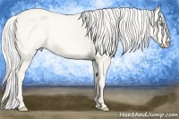 Horse Color:Silver Perlino Dun