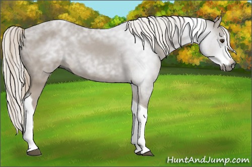 Horse Color:Gray Chestnut Splash Tobiano 