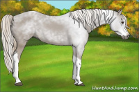 Horse Color:Gray Chestnut Splash Tobiano