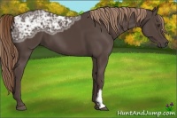 Horse Color:Liver Chestnut Ice Frame 