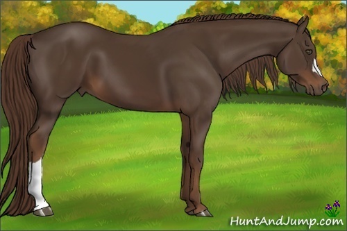 Horse Color:Liver Chestnut 