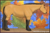 Horse Color:Buckskin 