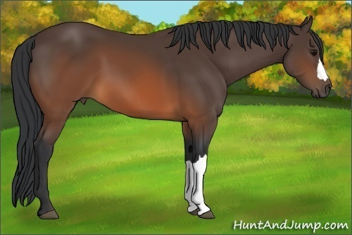Horse Color:Brown 