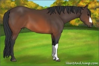 Horse Color:Brown 
