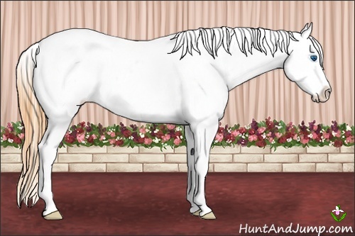 Horse Color:Buckskin Dun Splash Varnish 