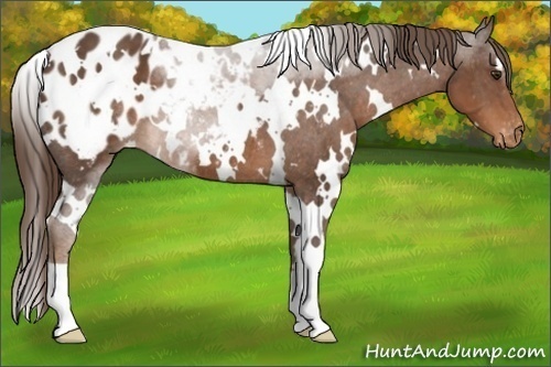 Horse Color:White Spotted Liver Chestnut Appaloosa 
