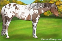 Horse Color:White Spotted Liver Chestnut Blanket
