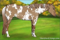 Horse Color:White Spotted Red Dun