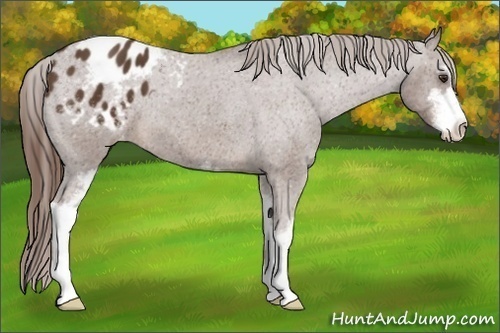 Horse Color:Liver Chestnut Sabino Appaloosa 