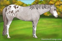 Horse Color:Liver Chestnut Sabino Appaloosa 