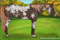 Horse Color:Liver Chestnut Ice