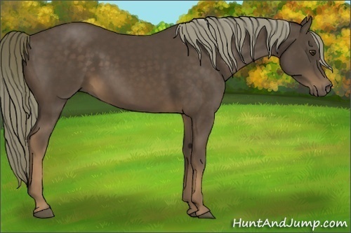 Horse Color:Liver Chestnut 