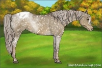 Horse Color:Chocolate Palomino Appaloosa 