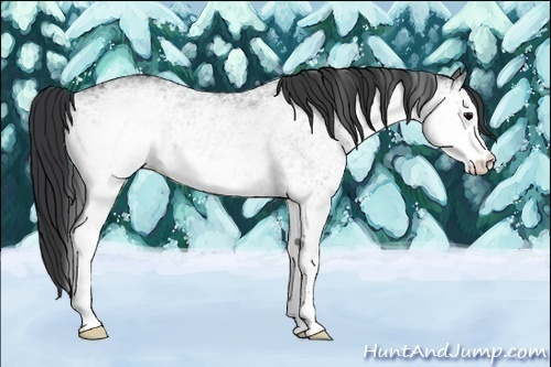 Horse Color:White Spotted Black