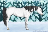 Horse Color:White Spotted Black 