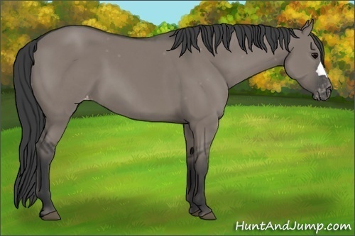 Horse Color:Grullo Appaloosa