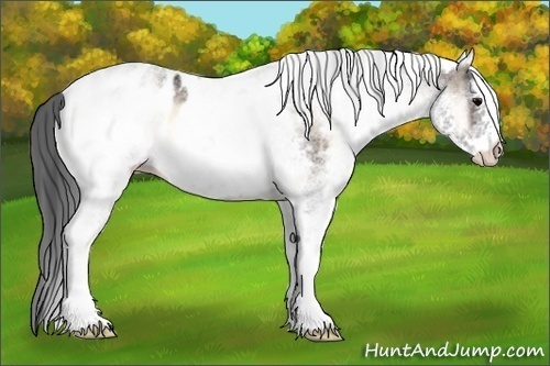 Horse Color:White Spotted Brown Onyx Appaloosa 