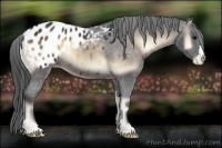 Horse Color:Brown Onyx Appaloosa 