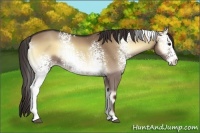 Horse Color:White Spotted Liver Red Dun Onyx 