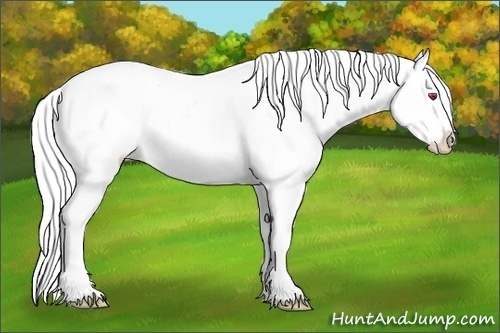 Horse Color:White Spotted Gold Champagne Chinchilla Onyx 