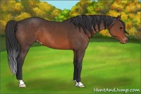 Horse Color:Brown Appaloosa
