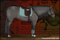 Horse Color:Grullo