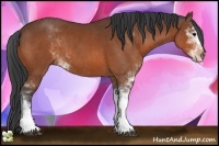 Horse Color:Bay Sabino 