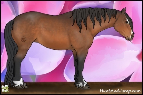 Horse Color:Bay Sabino 