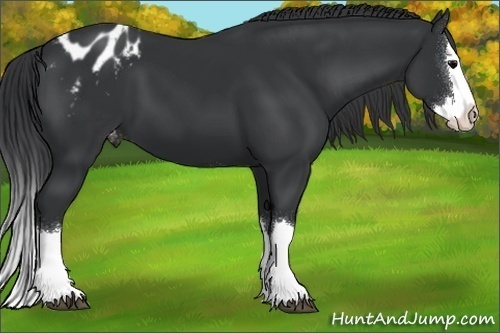 Horse Color:Black Sabino Splash Varnish