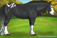 Horse Color:Black Sabino Splash Varnish