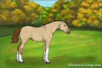 Horse Color:Red Dun 