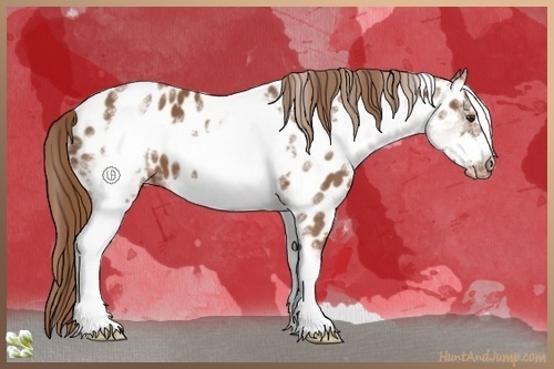 Horse Color:White Spotted Chestnut Frame Appaloosa 