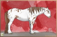Horse Color:White Spotted Chestnut Frame Appaloosa